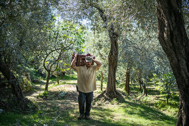 Anacapri: giornata internazionale Camminata tra gli Olivi